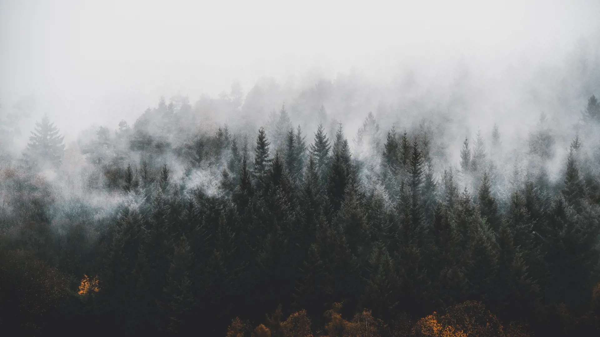Lili Kovac Jongfaefpgg Unsplash